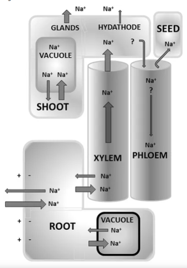 Triethylene glycol synthesis TEG production process TEG from ethylene oxide TEG manufacturing process TEG reaction mechanism TEG purification process TEG distillation process TEG catalyst TEG process flow diagram TEG from monoethylene glycol (MEG) TEG plant design TEG feedstock TEG production cost TEG quality control TEG byproduct recovery TEG industrial production TEG process optimization TEG environmental impact TEG safety protocols TEG in gas dehydration process